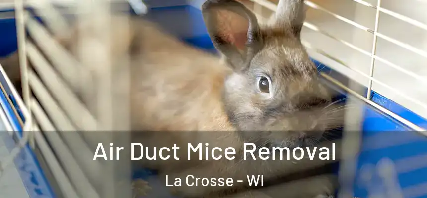  Air Duct Mice Removal La Crosse - WI